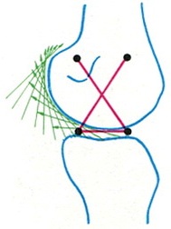 схема кривизни сагітального розрізу виростків стегна