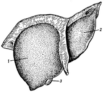 печінка вигляд спереду