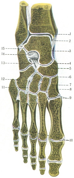 суглоби і зв'язки стопи на розпилі