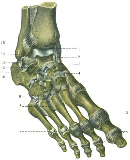 суглоби і зв'язки стопи анатомія
