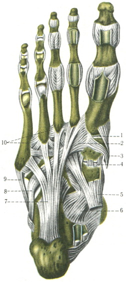 суглоби і зв'язки стопи