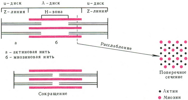 схема саркомера
