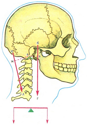двуплечий важіль першого роду
