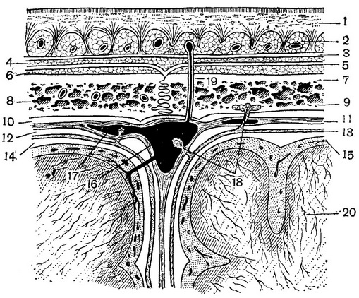 пошарову будову склепіння черепа