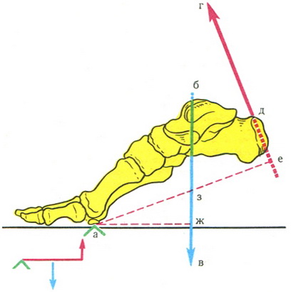 стопа як важіль другого роду