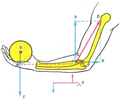 передпліччя як важіль третього роду