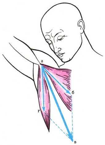 паралелограм сил