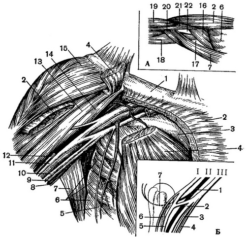 пахвова западина