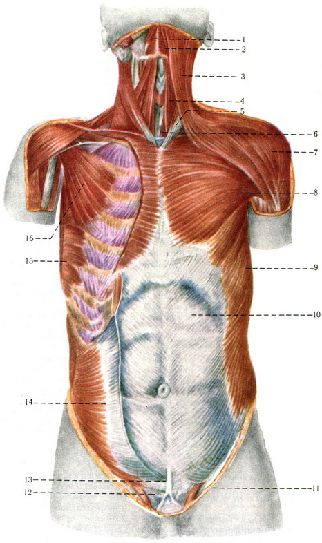 поверхневі м'язи шиї, грудей і живота