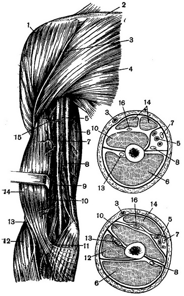 передня поверхня плеча і поперечні розпили