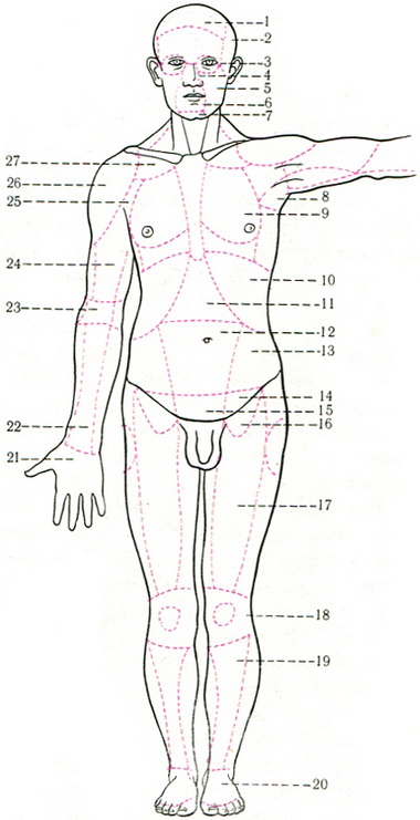 області передньої поверхні тіла