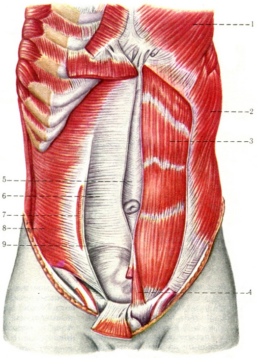 передні і бічні м'язи живота