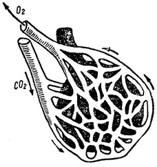 кровоносні судини легеневого бульбашки