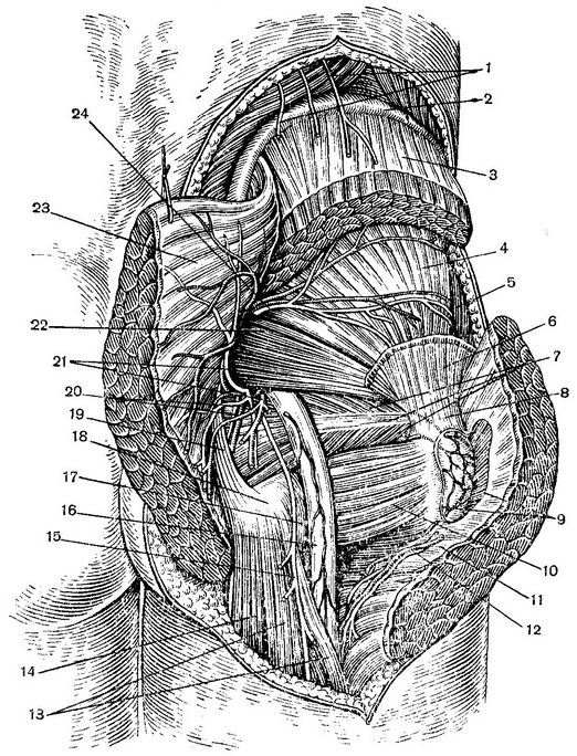 топографія м'язів, судин і нервів правої сідничної області