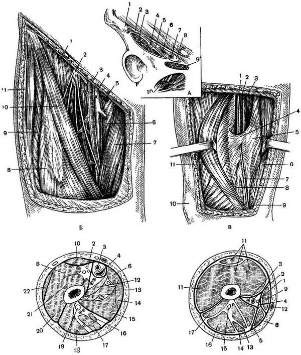 подпупартово простір і топографія передньої поверхні стегна
