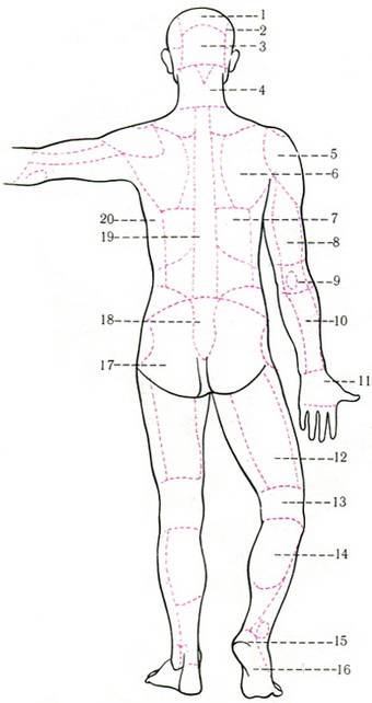 області задньої поверхні тіла