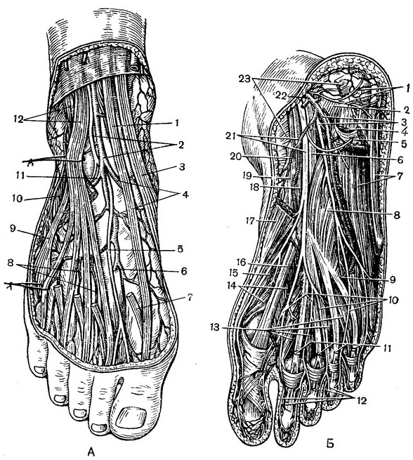 топографія судин і нервів правої стопи