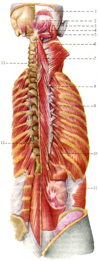 глибокі м'язи спини і потилиці