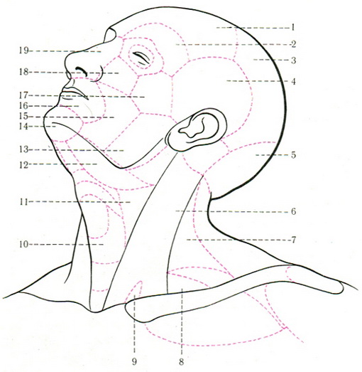 області голови та шиї