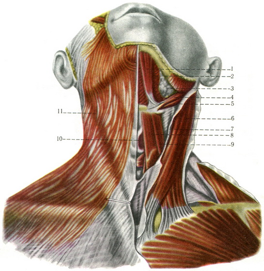 поверхневі м'язи шиї