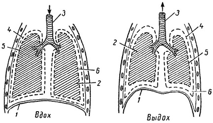 схема розташування легенів у грудній клітці під час вдиху і видиху