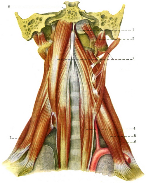 глибокі і бічні м'язи шиї
