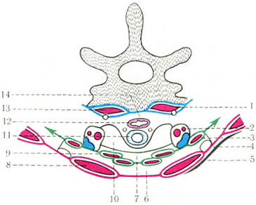фасції шиї на поперечному розрізі