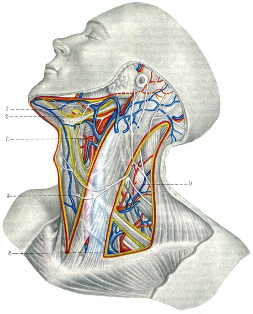 трикутники шиї