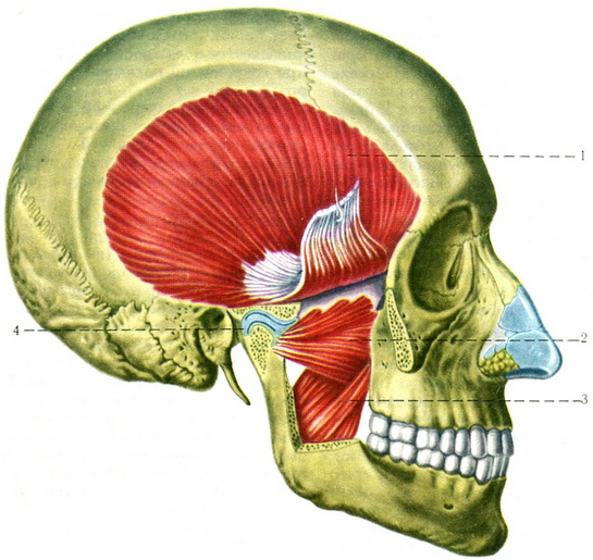 жувальні м'язи