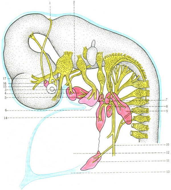 мезенхімні маси для розвитку м'язів голови і шиї