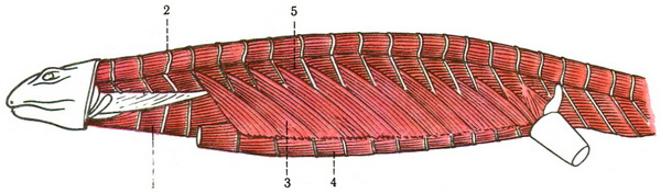 поверхнева черевна мускулатура тритона