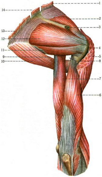 м'язи правого пояса верхньої кінцівки і плеча