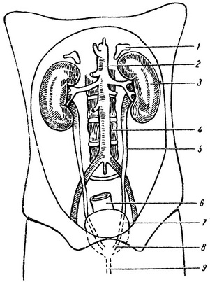 сечовидільна система