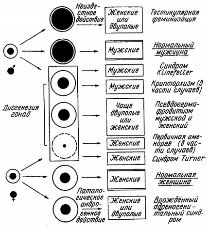 нормальна і патологічна диференціація статі