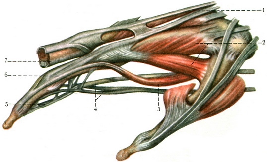 прикріплення сухожиль згиначів і розгиначів пальців