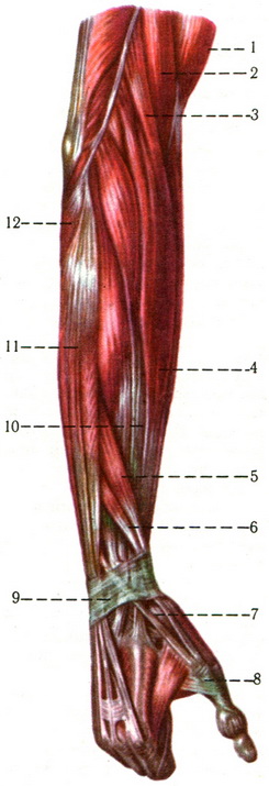 м'язи правого передпліччя