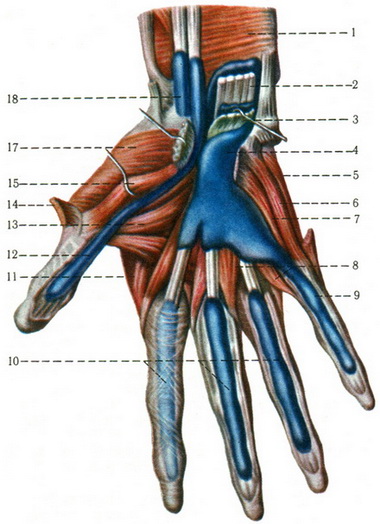 м'язи кисті і синовіальні піхви долонній поверхні кисті