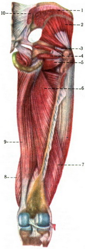 м'язи таза і стегна