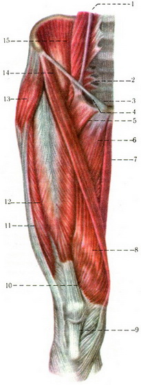 м'язи таза і стегна спереду