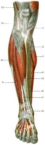 м'язи гомілки і стопи