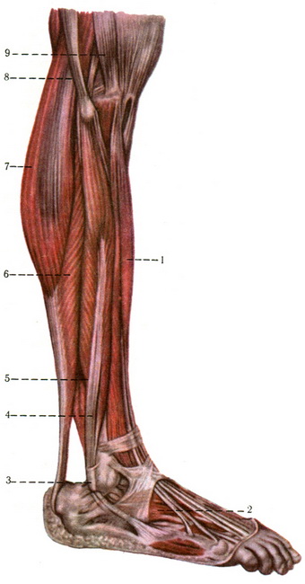 м'язи гомілки і стопи з латеральної сторони