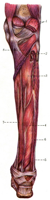 м'язи гомілки вигляд ззаду
