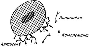 антиген у вигляді клітин або гаптенів