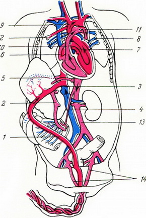 схема внутрішньоутробного кровообігу у плода