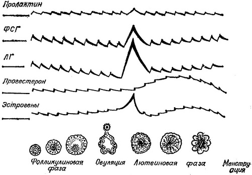 схема менструального циклу