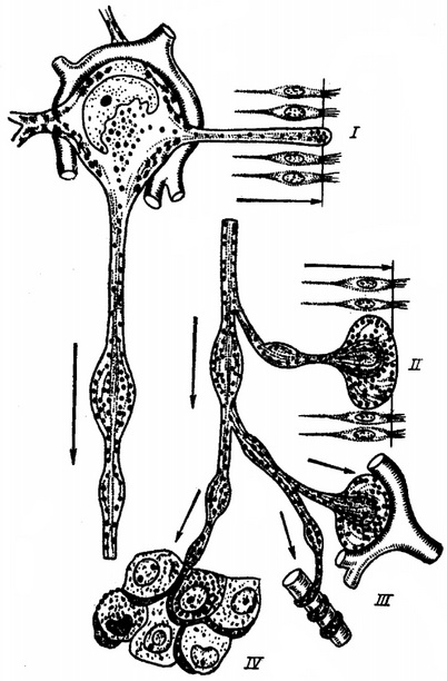 типи нейросекреторных контактів