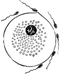 зображення яйцеклітини