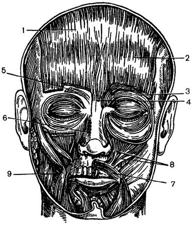 мімічні м'язи обличчя