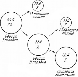 нормальний процес овогенеза