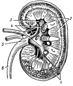 схема будови нирки у розрізі